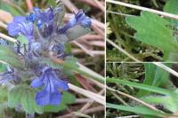 Ajuga genevensis