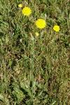 Hypochaeris radicata