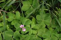 Oxalis latifolia