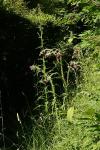 Cirsium palustre