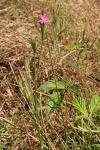 Dianthus armeria