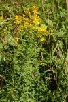 Hypericum pulchrum