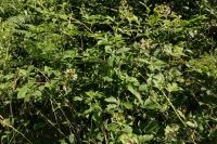 Rubus fruticosus