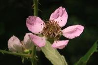 Rubus fruticosus
