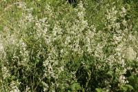 Galium album