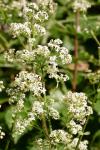 Galium album
