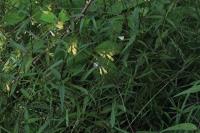 Melampyrum pratense
