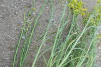 Senecio inaequidens
