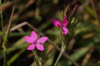 Dianthus armeria