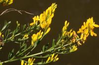 Genista tinctoria