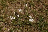 Achillea millefolium