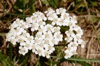 Achillea millefolium