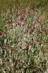 Lychnis coronaria