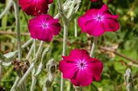 Lychnis coronaria