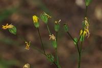 Lapsana communis
