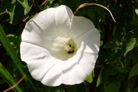 Convolvulus sepium