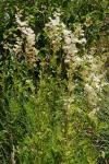Filipendula ulmaria