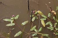 Persicaria amphibia