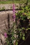 Lythrum salicaria