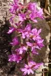 Lythrum salicaria