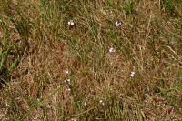 Verbena officinalis