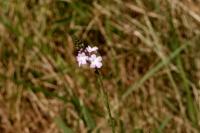 Verbena officinalis