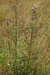 Cirsium arvense
