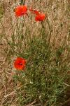 Papaver rhoeas