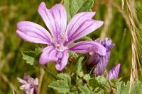 Malva sylvestris