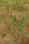 Medicago sativa