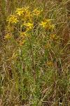 Hypericum perforatum