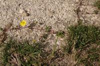 Potentilla reptans