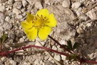 Potentilla reptans