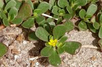 Portulaca oleracea