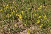 Galium verum