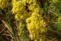 Galium verum