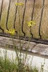 Jacobaea vulgaris