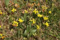 Lotus corniculatus