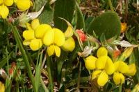 Lotus corniculatus