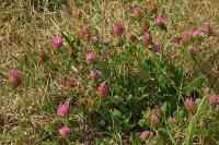 Trifolium pratense