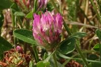 Trifolium pratense