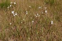 Silene latifolia