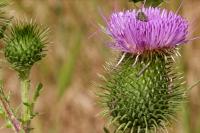 Cirsium vulgare