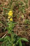 Agrimonia eupatoria