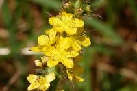 Agrimonia eupatoria