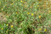 Pulicaria vulgaris