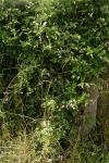 Clematis vitalba