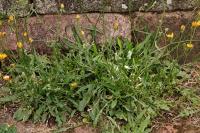 Crepis capillaris