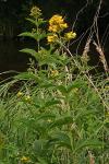 Lysimachia vulgaris