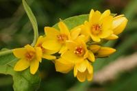 Lysimachia vulgaris